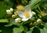 Philadelphus pubescens. Верхушка побега с цветком и бутонами. Марий Эл, Йошкар-Ола, ул. Гоголя, в культуре. 15.06.2021.