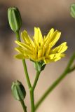 Lapsana communis. Раскрывшееся и нераскрывшиеся соцветия-корзинки. Ленинградская обл., Ломоносовский р-н, окр. дер. Мурилово, пустырь. 11.07.2010.