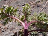 Scrophularia ruprechtii