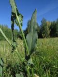 Rumex thyrsiflorus