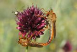 Allium sphaerocephalon. Соцветие с копулирующими ктырями Stenopogon sp. ДНР, г. Донецк, старый террикон около пруда Песчаный. 15.07.2021.