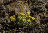 Alyssum lenense. Куртина доцветающих растений. Челябинская обл., Кизильский р-н, окр. пос. Ершовский, долина р. Урал, вершина прибрежного скальника, каменистая степь. 7 мая 2023 г.