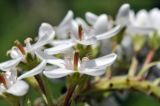 Lysimachia clethroides. Цветок. Приморский край, Шкотовский р-н, пос. Подъяпольск, вершина приморской сопки, просека в широколиственном лесу. 07.07.2023.