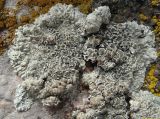 Lecanora muralis