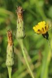 Hypochaeris radicata. Верхушки побегов с соплодиями и соцветием. Беларусь, Витебская обл., дер. Сурмино, берег озера, суходольный луг на песке. 20.06.2023.