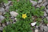 Potentilla reptans