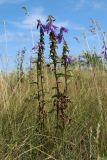 Campanula rapunculoides