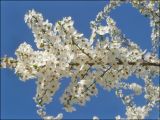 Prunus cerasifera. Ветвь с соцветиями. Черноморское побережье Кавказа, Новороссийск, в культуре. 23.04.2011.
