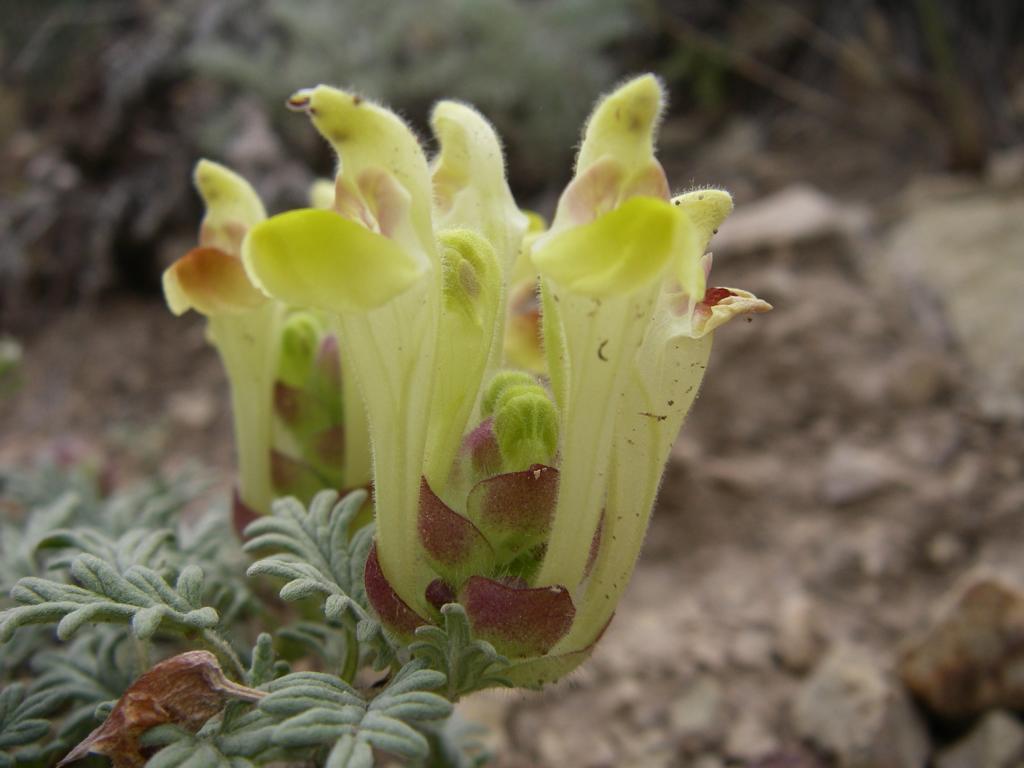 Изображение особи Scutellaria przewalskii.