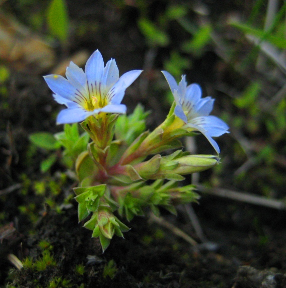 Изображение особи Gentiana squarrosa.