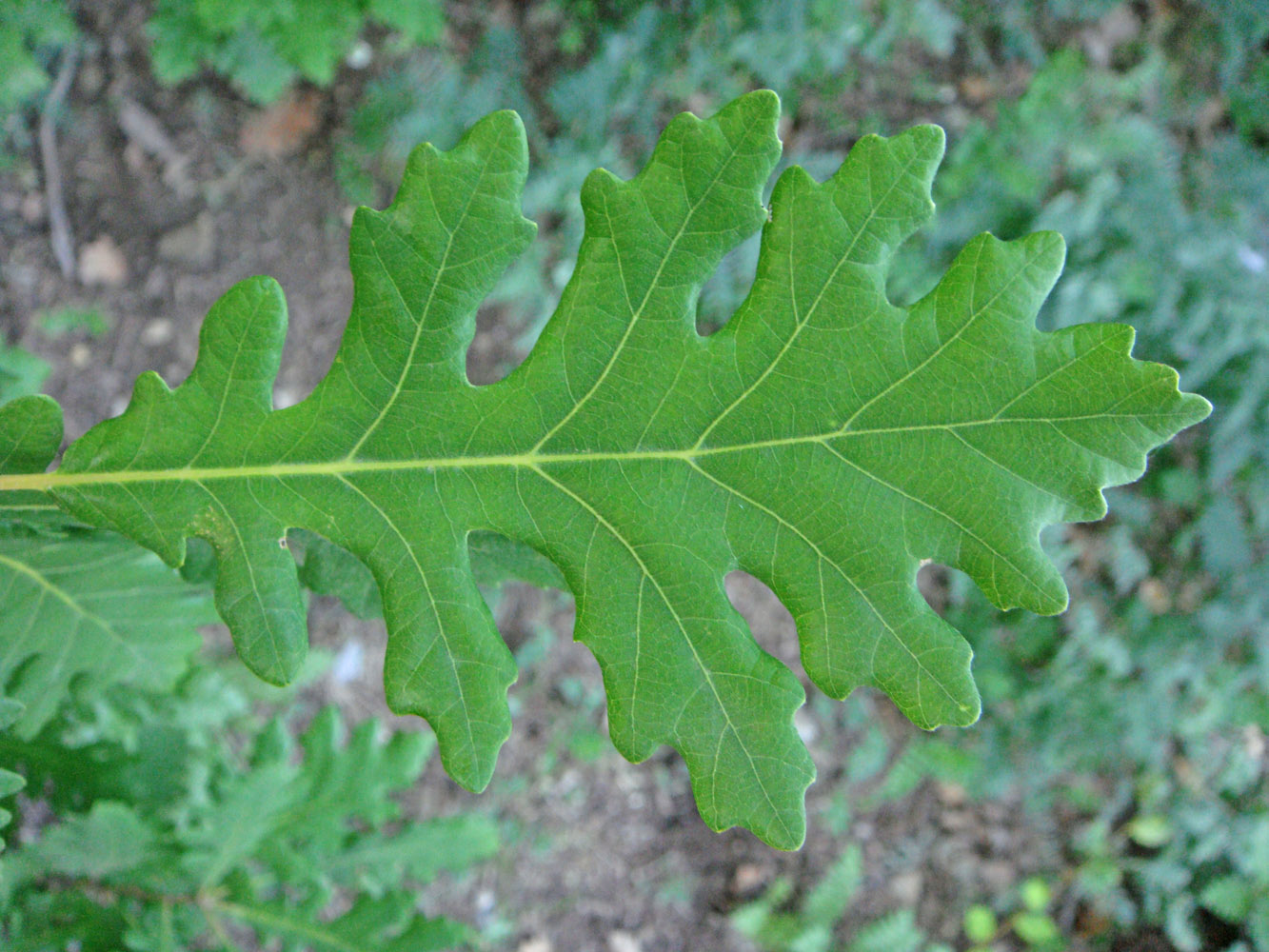 Изображение особи Quercus petraea.