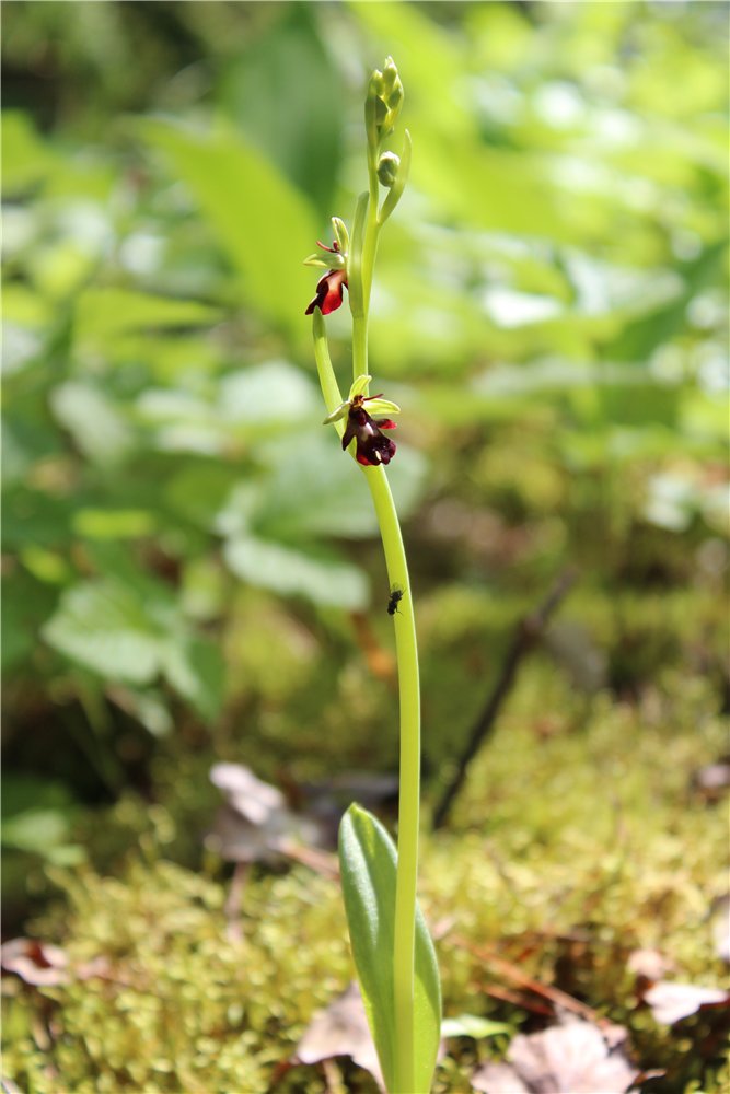 Изображение особи Ophrys insectifera.