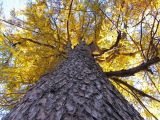 Larix decidua