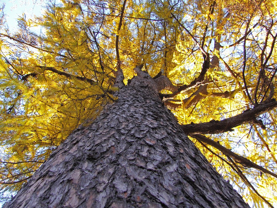 Image of Larix decidua specimen.