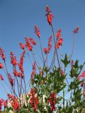 Erythrina humeana. Верхушки побегов с соцветиями. Израиль, г. Беэр-Шева, городское озеленение. Ноябрь 2008 г.