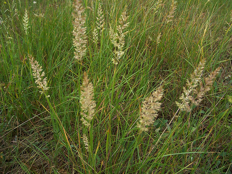 Image of Koeleria delavignei specimen.