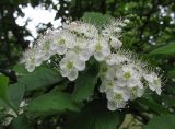 Crataegus sanguinea