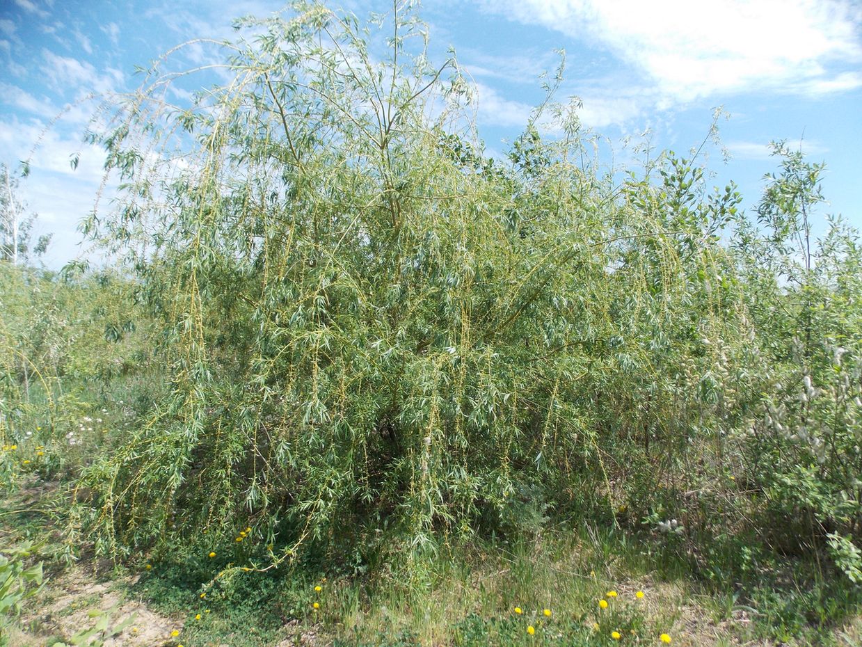 Изображение особи Salix &times; sepulcralis.