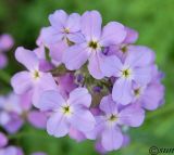 Hesperis steveniana