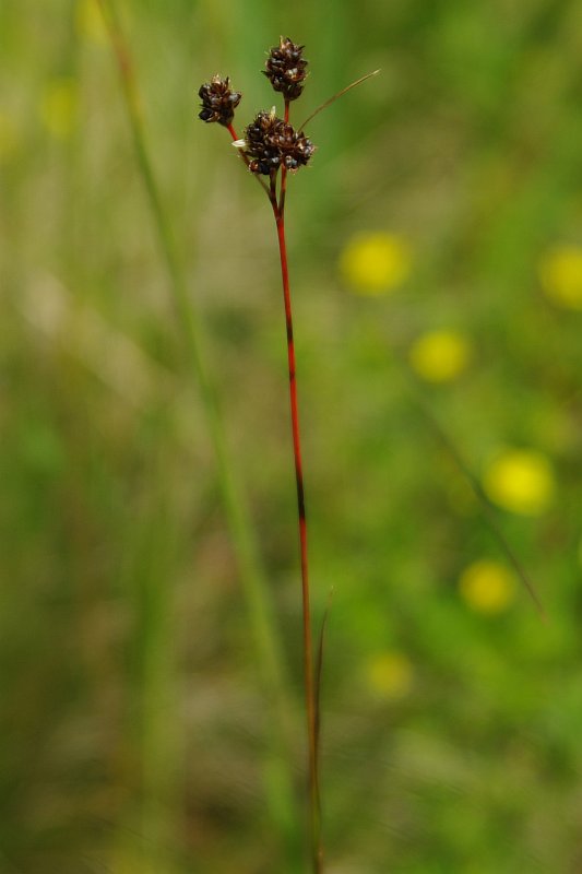 Изображение особи Luzula multiflora.