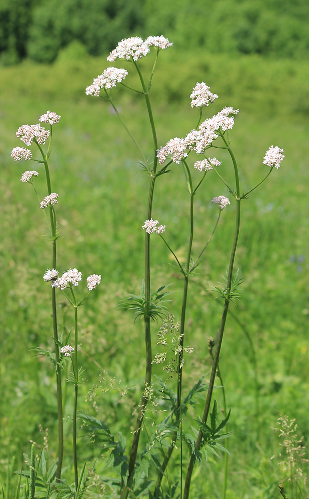 Изображение особи Valeriana rossica.