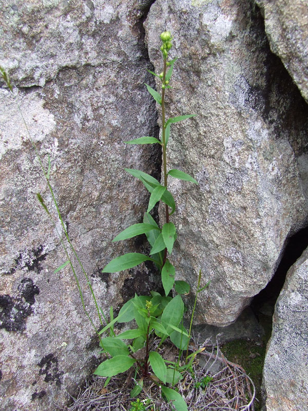 Изображение особи Solidago virgaurea ssp. lapponica.