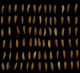Sonchus oleraceus. Плоды-семянки с одного соцветия (хохолки удалены). Курская обл., г. Железногорск, клумба. 24 сентября 2009 г.
