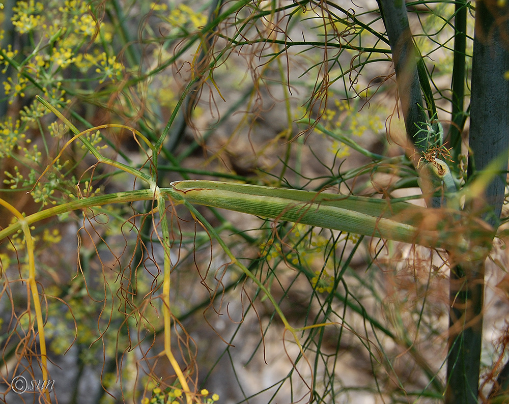 Изображение особи Foeniculum vulgare.