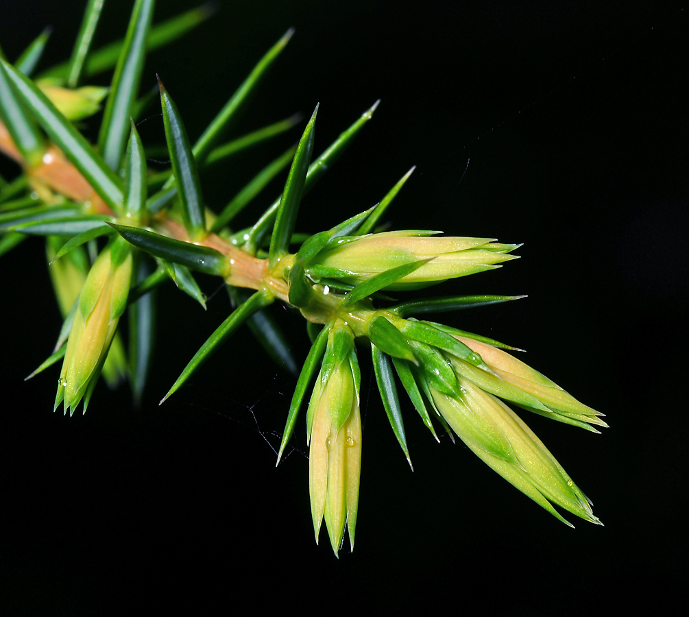 Изображение особи Juniperus communis.