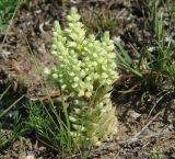 Orostachys spinosa