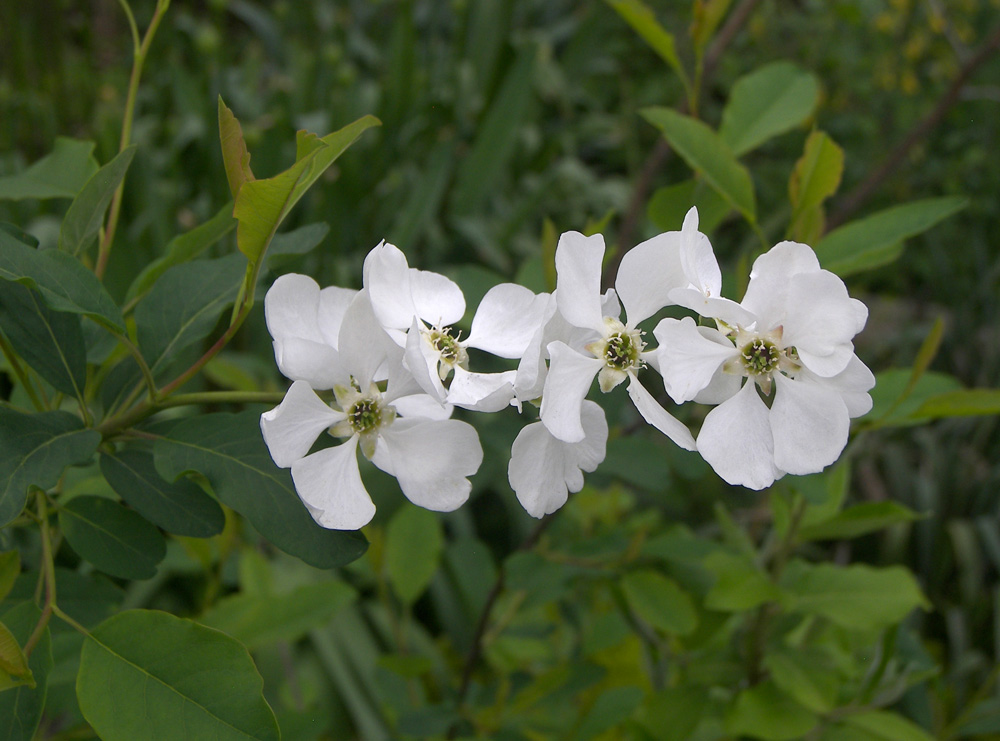 Изображение особи Exochorda korolkowii.