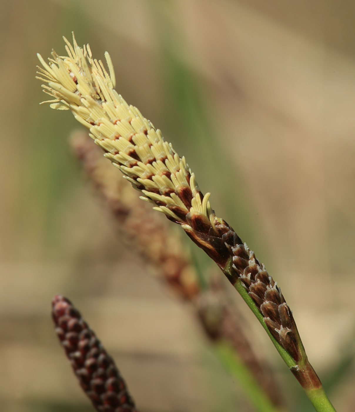 Изображение особи Carex ericetorum.