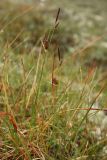 Carex rotundata