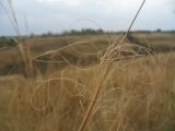 Stipa capillata