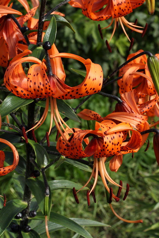 Изображение особи Lilium lancifolium.