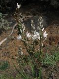 Asphodelus ramosus подвид distalis. Соцветие с цветками и завязавшимися плодами. Испания, Канарские острова, Тенерифе, мыс Тено, горный склон, поросший суккулентными кустарниками. 5 марта 2008 г.