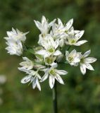 Allium ramosum. Соцветие. Амурская обл., Бурейский р-н, окраина пос. Новобурейский. 19.07.2016.