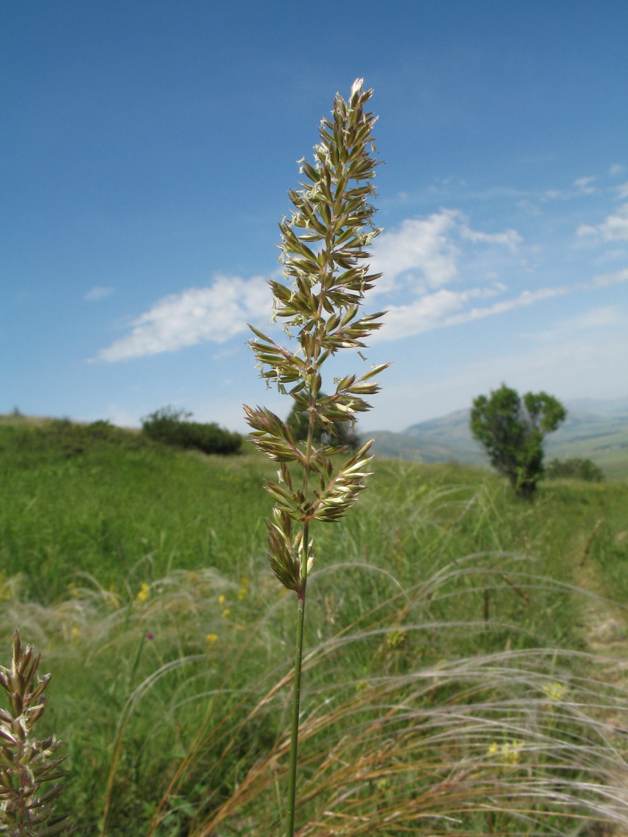 Image of Koeleria macrantha specimen.