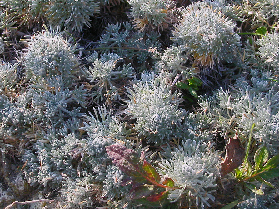 Изображение растения Artemisia caucasica.