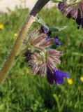 Anchusa officinalis