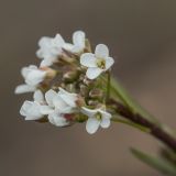 Capsella bursa-pastoris