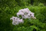 Thalictrum aquilegiifolium