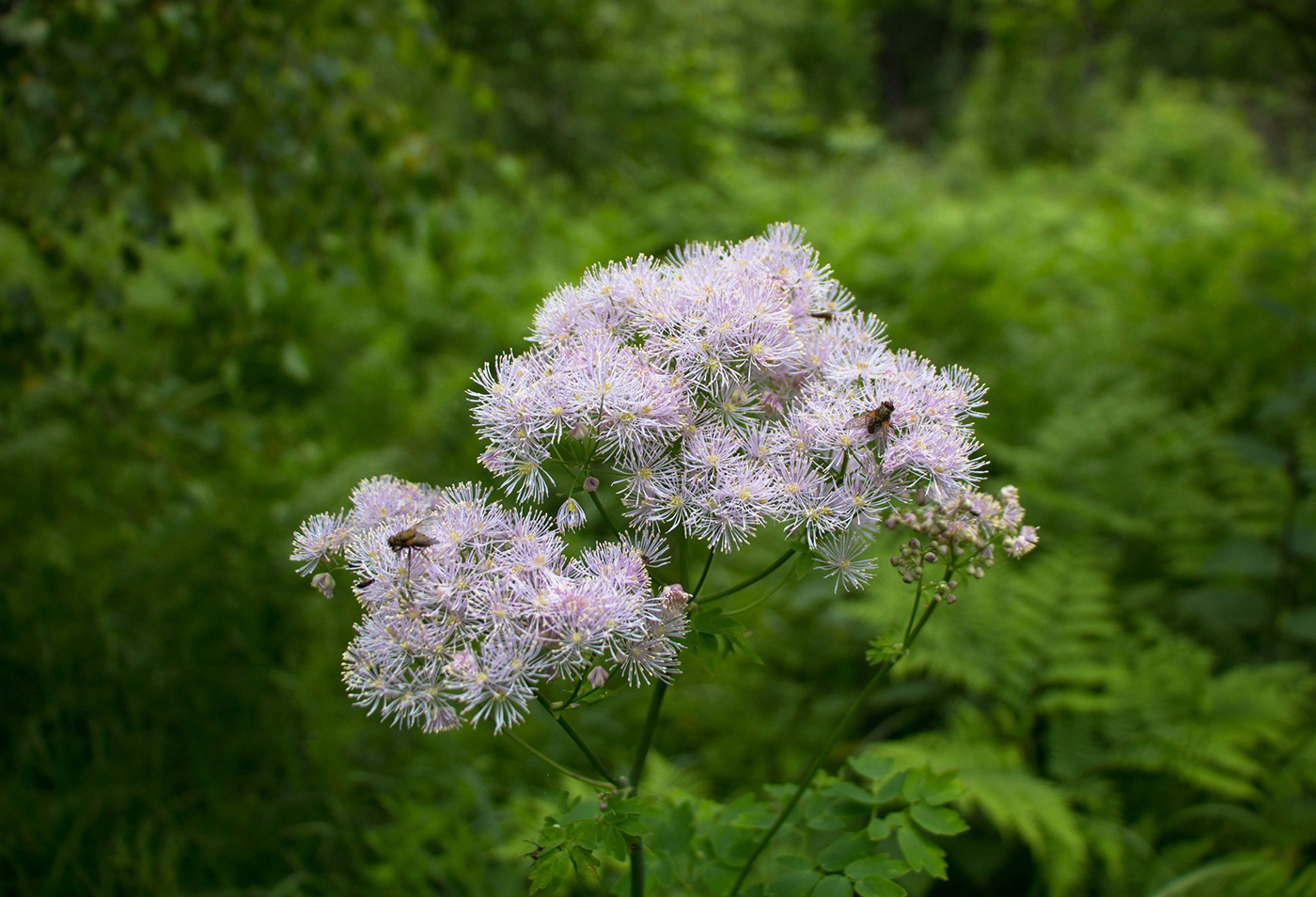 Изображение особи Thalictrum aquilegiifolium.