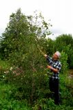 Populus tremula