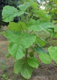 Paulownia tomentosa. Вегетирующее растение. Крым, г. Бахчисарай, парк Бахчисарайского дворца. Август 2017 г.