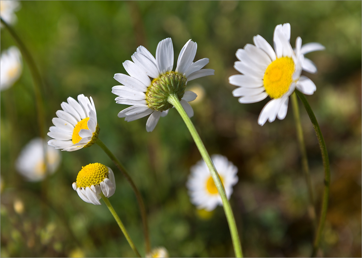 Изображение особи род Anthemis.