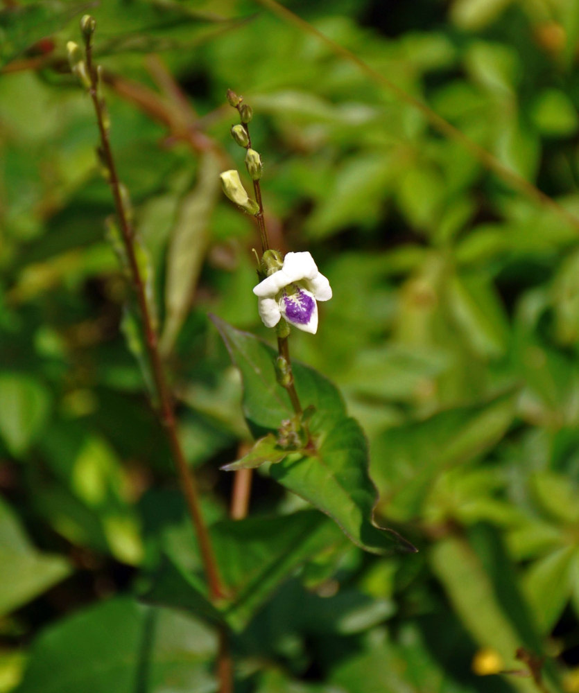 Изображение особи Asystasia gangetica ssp. micrantha.
