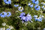 Nigella damascena. Цветок и прицветные листья. Краснодарский край, г. Тихорецк, в культуре. 20.05.2018.