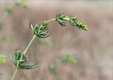 genus Galium. Верхушка побега с соцветием в бутонах. Ленинградская обл., Выборгский р-н, побережье Финского залива, приморский разнотравно-злаковый луг на песке. 16.06.2018.