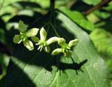 Euonymus europaeus